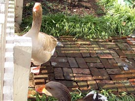 church hill christmas tour goose